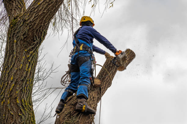 How Our Tree Care Process Works  in  South Plainfield, NJ