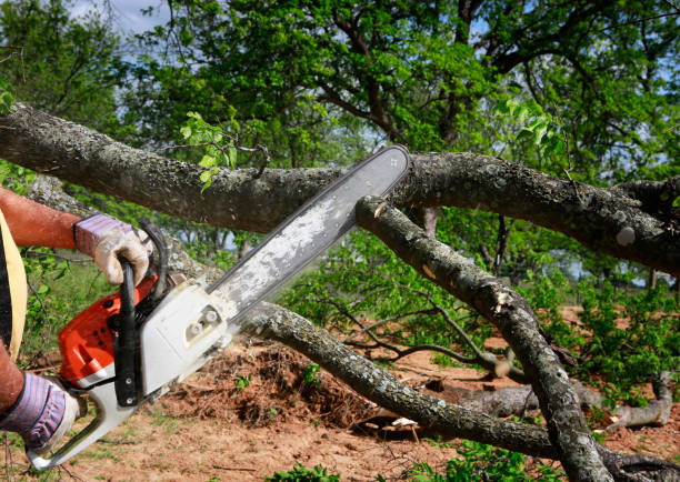 Best Lawn Dethatching Services  in South Plainfield, NJ